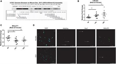 Long Non-coding RNA MALAT1 Is Depleted With Age in Skeletal Muscle in vivo and MALAT1 Silencing Increases Expression of TGF-β1 in vitro